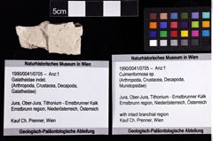 Foto (Objket + Etiketten) von Culmenformosa sp. 